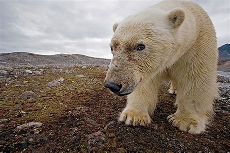 In Pictures Paul Nicklen Polar Obsession Environment The Guardian