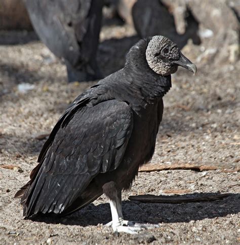Pictures And Information On Black Vulture