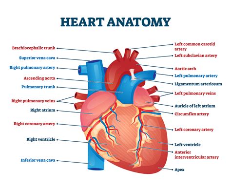 How Blood Flows Through The Body Moomoomath And Science