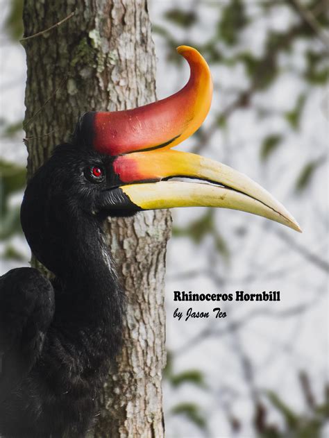 The Bird That Represents Sarawak Rhinoceros Hornbill Buceros
