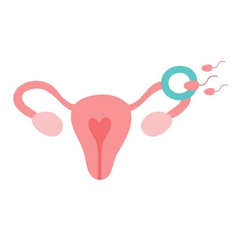 Fertilization Icon Uterus Sperm Insemination Fertilization In The Fallopian Tube Embryology