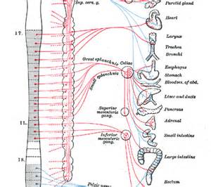 Jun 17, 2021 · central nervous system. Central Nervous System Quotes. QuotesGram