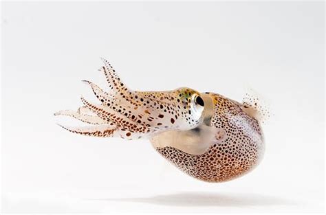 Cephalopods Hawaiian Bobtail Squid Developmental