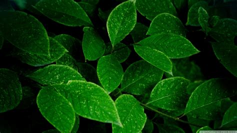 Green leaf wallpaper 4k adalah wallpaper yang indah yang memiliki efek beriak ketika anda menyentuh layar. Green Leaves Ultra HD Desktop Background Wallpaper for 4K ...