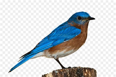 Western Bluebird Eastern Bluebird Clip Art Blue Bird Png Download