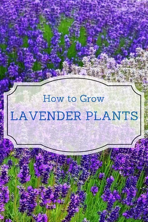 How To Grow Lavender Plants