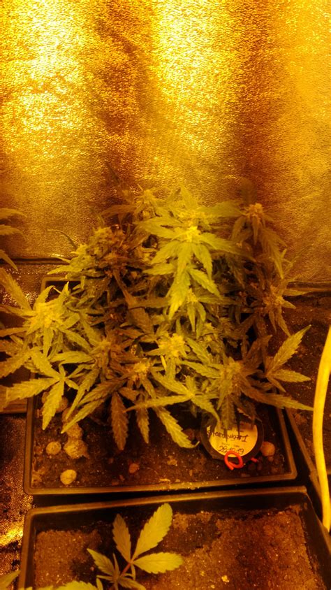 Fast Buds Stardawg Auto Grow Diary Journal Harvest10 By Parano1009