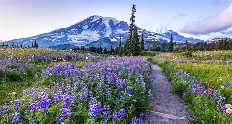 Wildflower ethics and native plants. Wildflowers and Hikes in Washington State | Washington ...