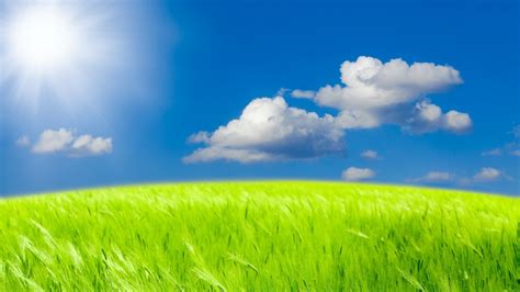 Green Meadow Under Blue Sky Phone Wallpapers