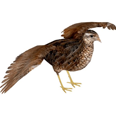 Quail Png Images Transparent Hd Photo Clipart In 2022 Photo Clipart