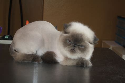 Persian Cat Haircut Styles What Hairstyle Is Best For Me