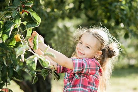 Girl With Apple In The Apple Orchard Stock Photo Image Of Healthy