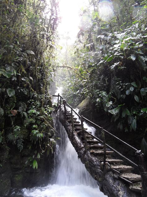 Cloudforest Ecuador Old Stairs Built Into A Tree 4 Hours Hike From