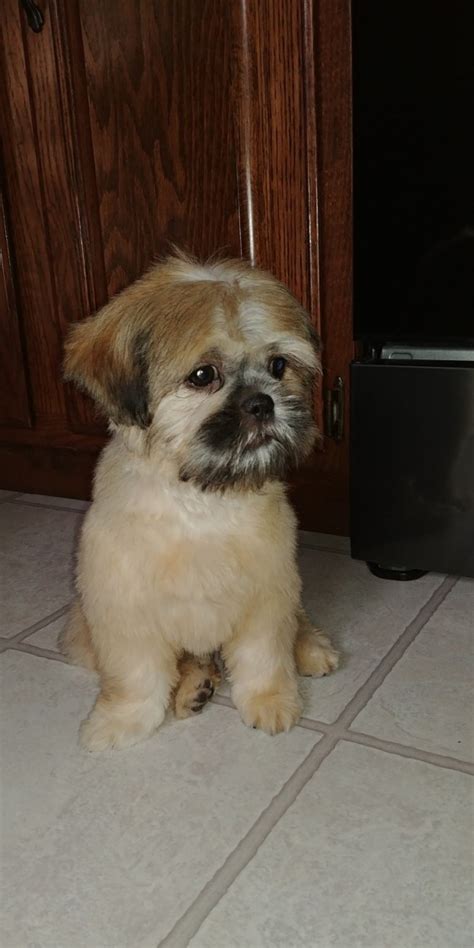 The best possible way to make contact is by email. Shih Tzu Puppies For Sale | Green Bay, WI #306738