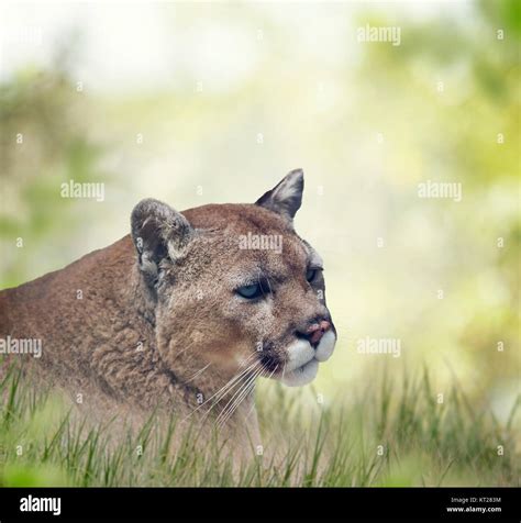 Florida Panther Or Cougar Close Up Portrait Stock Photo Alamy