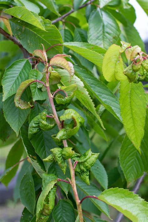 Aphid Fruit Tree Disease Fungus Branch Of Diseased Cherry Tree Stock