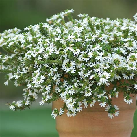 Scaevola White Flowers Best Flower Site