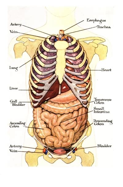 Directional orientation is another anatomical tool used to describe how parts of the body are related to one another. Internal Organ Map - ClipArt Best
