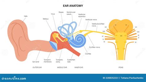 Vestibulocochlear Nerve Anatomy Cartoon Vector