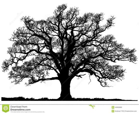Silhouette Of Oak Tree Stock Illustration Image 44662890 Live Oak