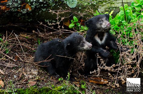Woodland Park Zoo Blog A Sloth Bear Cubs Guide To Exploring
