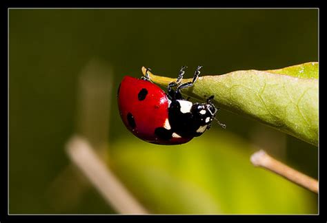 Ladybug Coccinellidae Wikiladybug Cocc Flickr