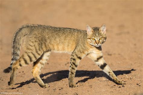 The 10 Cat Species Of Africa Africa Geographic