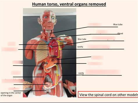 Labeled Human Torso Model Diagram Labeled Human Body Human Body