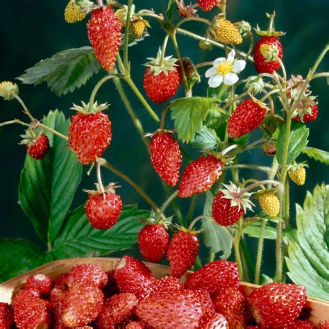 Unique, sweet and sour refreshing berries. HOW TO GROW THE STRAWBERRY TREE FROM SEED | Garden How