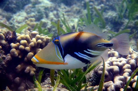 White Banded Triggerfish Characteristics Habitats Care And More