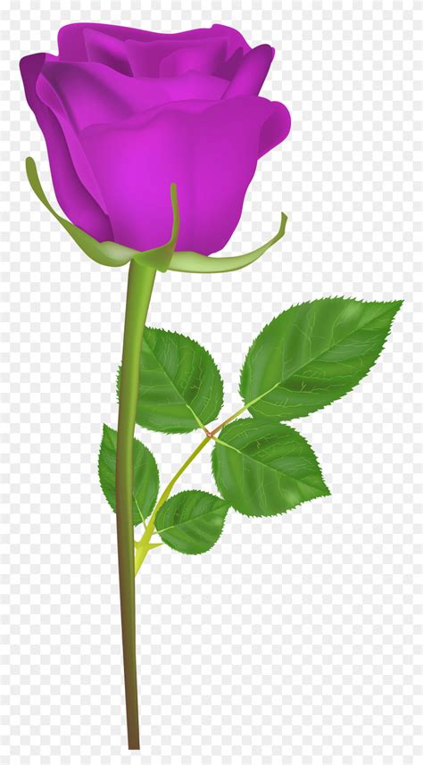Rose With Stem Purple Png Clip Art Rose Clipart Png Stunning Free