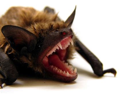 What Does A Bat Bite Mark Look Like The Attic Pest Authority