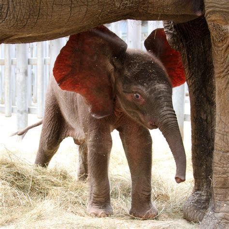 Welcoming A Brand New African Elephant Elephant Love Baby Animals