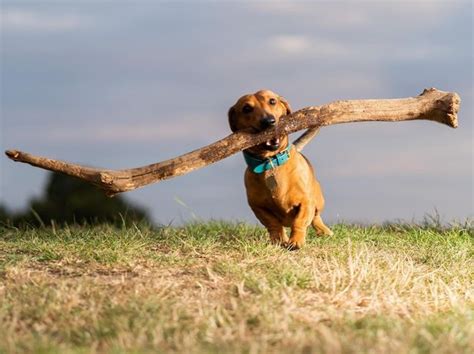 Tiny Sausage Dog Obsessed With Carrying Really Really Big Sticks