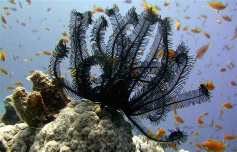 The Incredible Secret Lives Of Sea Lilies And Feather