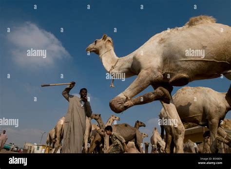 Pata De Camello Fotografías E Imágenes De Alta Resolución Alamy