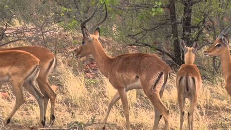 About Us Gazelle Safaris | CLOUDY GIRL PICS