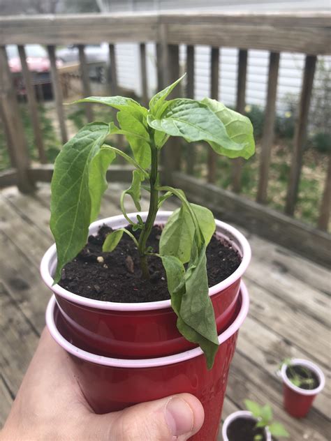 Cayenne Pepper I Believe Its Overwatered Any Ideas