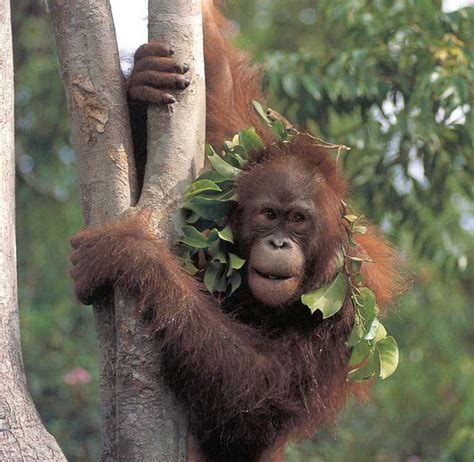 Morphologyorangutans Are The Largest Arboreal Animals In The World