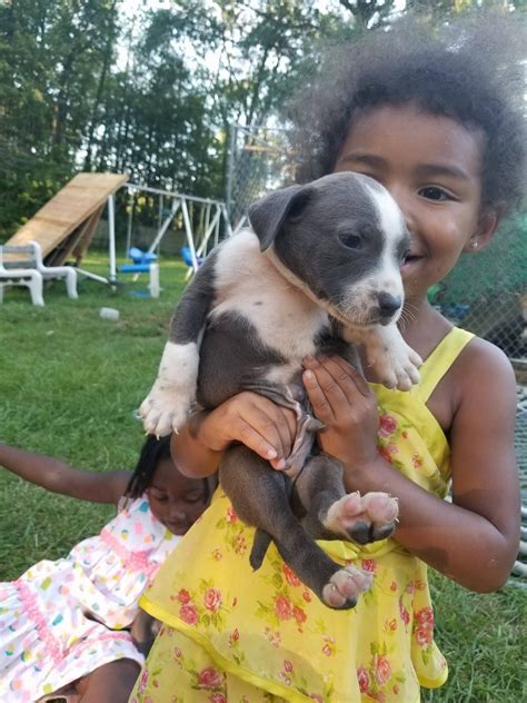 If you are in need of a pit bull that has the a good character , sound temperament , and is very social then you are in the right place. American Pit Bull Terrier Puppies For Sale | Indianapolis ...