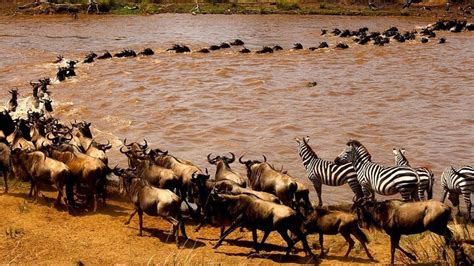 Why Do Zebra And Wildebeest Migrate Together Great Migration