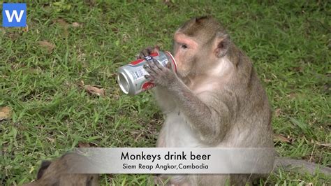 Wowawesome Animals Monkeys Drink Beer Amazing Animals Youtube