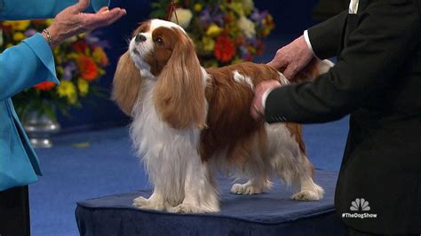 2014 National Dog Show Toy Group Part 1 Nbc Sports