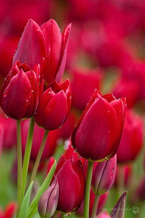 Red Tulips Beautiful Flowers Most Beautiful Flowers Tulips Flowers