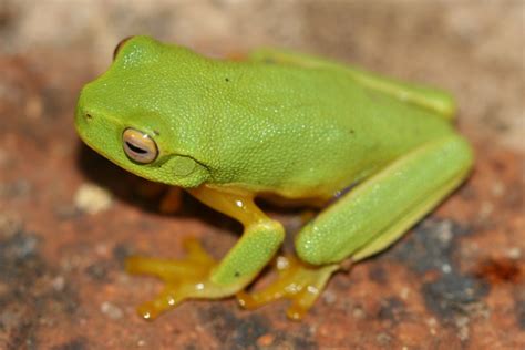 Dainty Green Tree Frog Amphibians Of Tamborine Mountain Qld