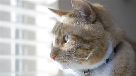 Cats, however, view window treatments in an entirely different light. Cat-Proof Window Coverings | Ashtons Blinds