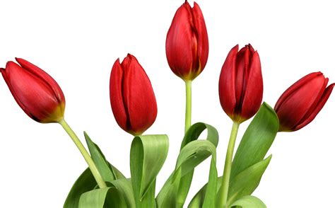 Tulip Png Image Purepng Free Transparent Cc0 Png Image Library