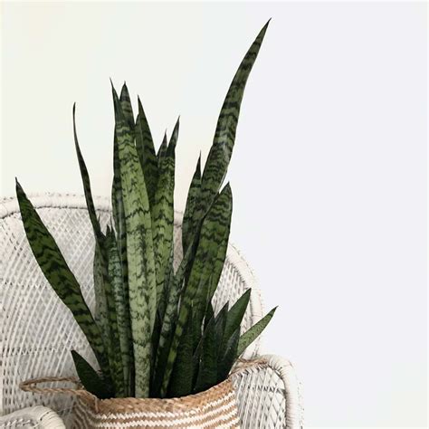 10 Best Low Light Indoor Plants For Your Home And Office My Tasteful