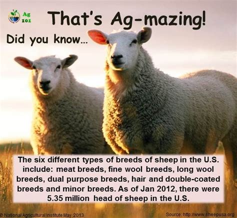 Sheep Breeds Infographic From Ag101 With Images Sheep Breeds
