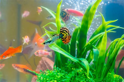 Best Fish For Small Office Aquarium Aquarium Views